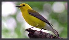 American Bittern Clip
